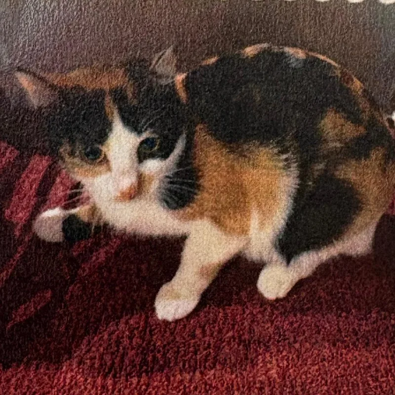 An adult small-sized female Calico Domestic Short Hair cat named Amber for adoption in Royse City, TX