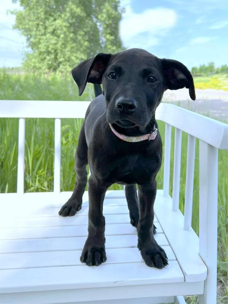 A baby medium-sized female Mixed Breed dog named Bbq Litter Coleslaw for adoption in Savage, MN