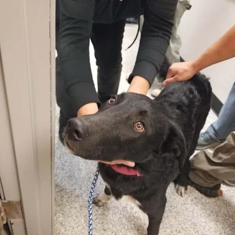 A young medium-sized female Black Labrador Retriever dog named Mesa for adoption in Taos, NM