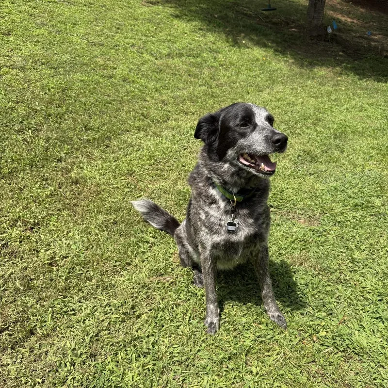 A senior small-sized male Gray / Blue / Silver Australian Cattle Dog / Blue Heeler dog named Alex for adoption in Lynchburg, VA