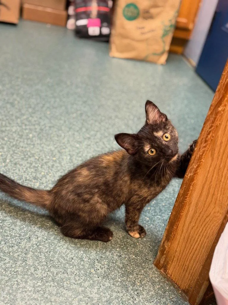 A baby small-sized female Domestic Short Hair cat named Calliope for adoption in Lovingston, VA