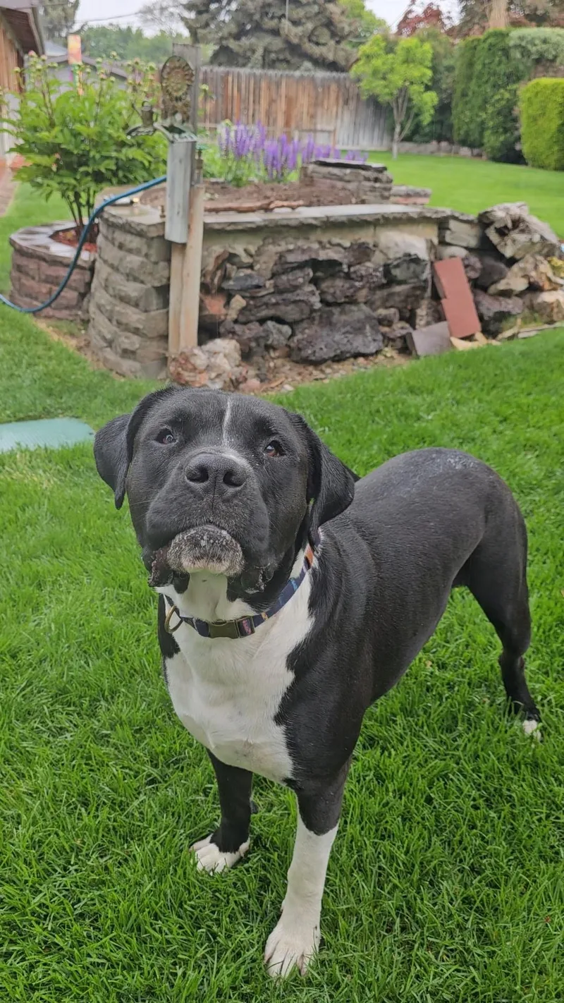 Knightwing thumbnail 2