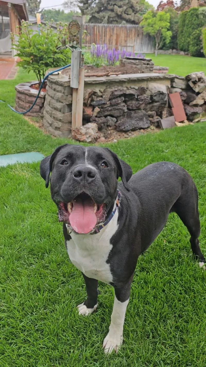 Knightwing thumbnail 3