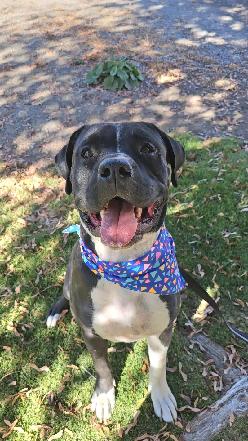 Knightwing thumbnail 5