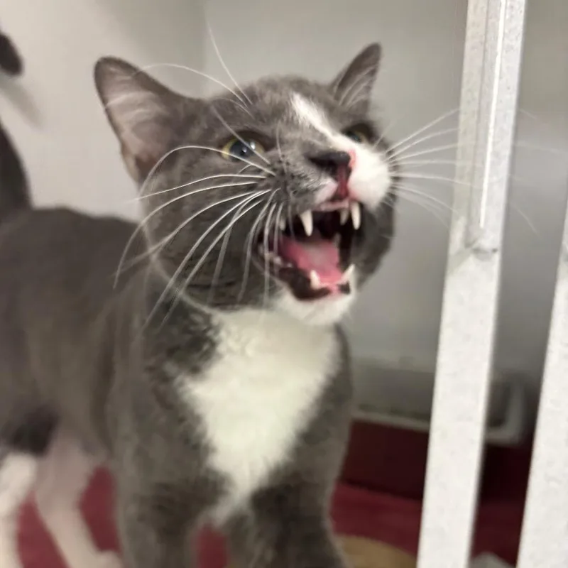 A young medium-sized male Gray / Blue / Silver Domestic Short Hair cat named Huckleberry for adoption in Dover, NH