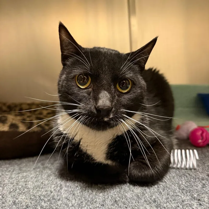 An adult medium-sized male Black Domestic Short Hair cat named Sweeney Topple for adoption in Sonoma, CA