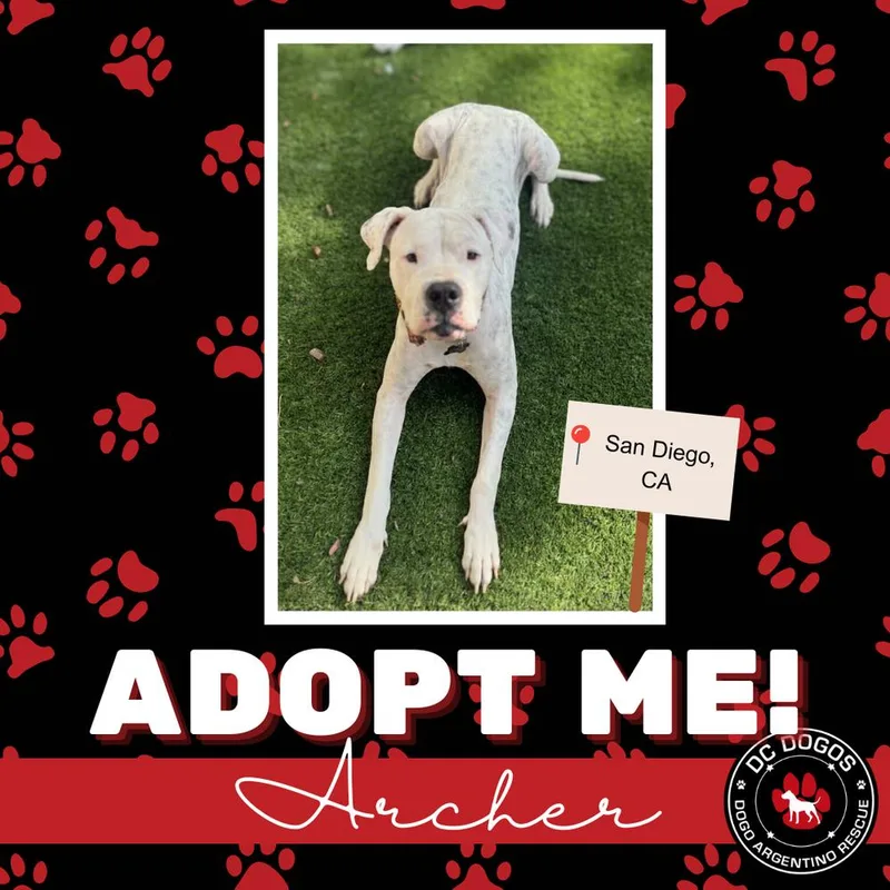An adult extra large-sized male Dogo Argentino dog named Archer for adoption in Tampa, FL