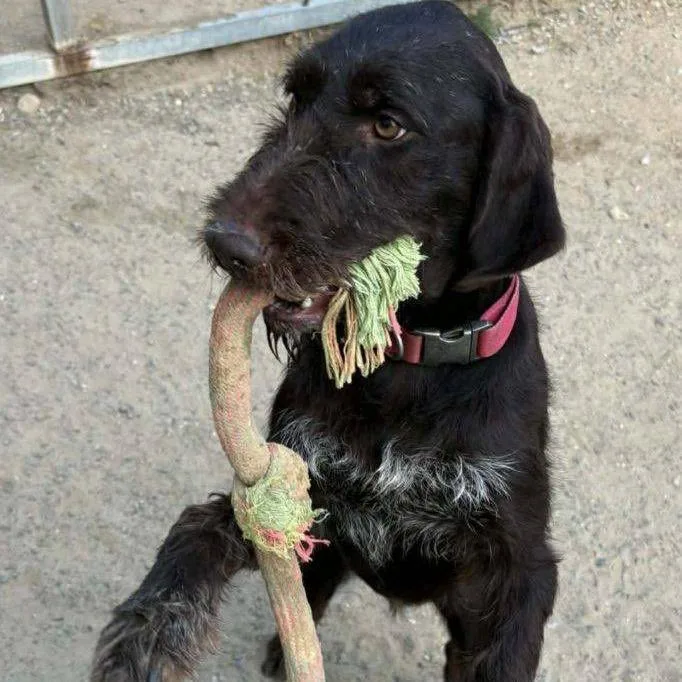 A young small-sized female Brown / Chocolate German Wirehaired Pointer dog named Lizzie for adoption in Santa Rosa, CA