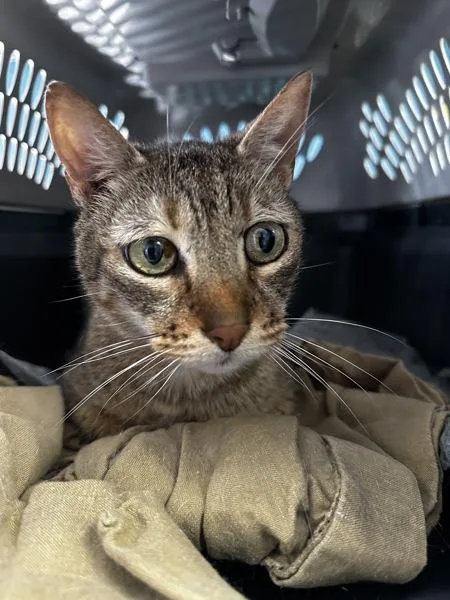 A senior medium-sized male Domestic Short Hair cat named Biscuit for adoption in Vallejo, CA