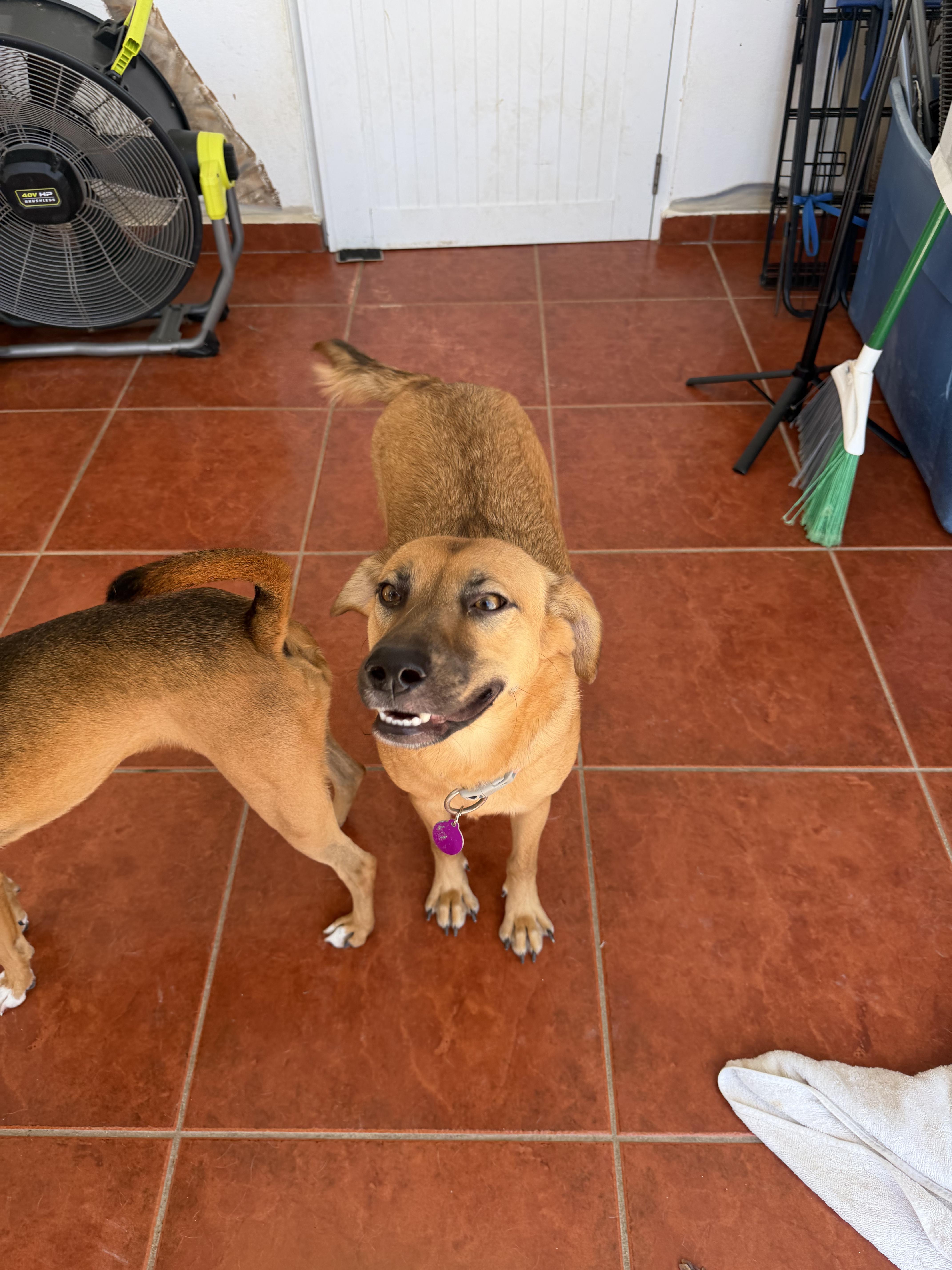 A young medium-sized female Mixed Breed dog named Annie for adoption in Rincon, PR