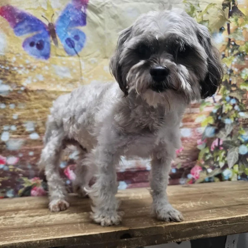 An adult small-sized male White / Cream Miniature Poodle dog named Brute for adoption in Normal, IL