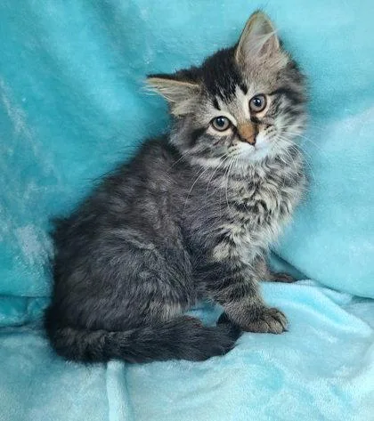 A baby medium-sized female Domestic Long Hair cat named 7053 (Iris) for adoption in Lake City, MI