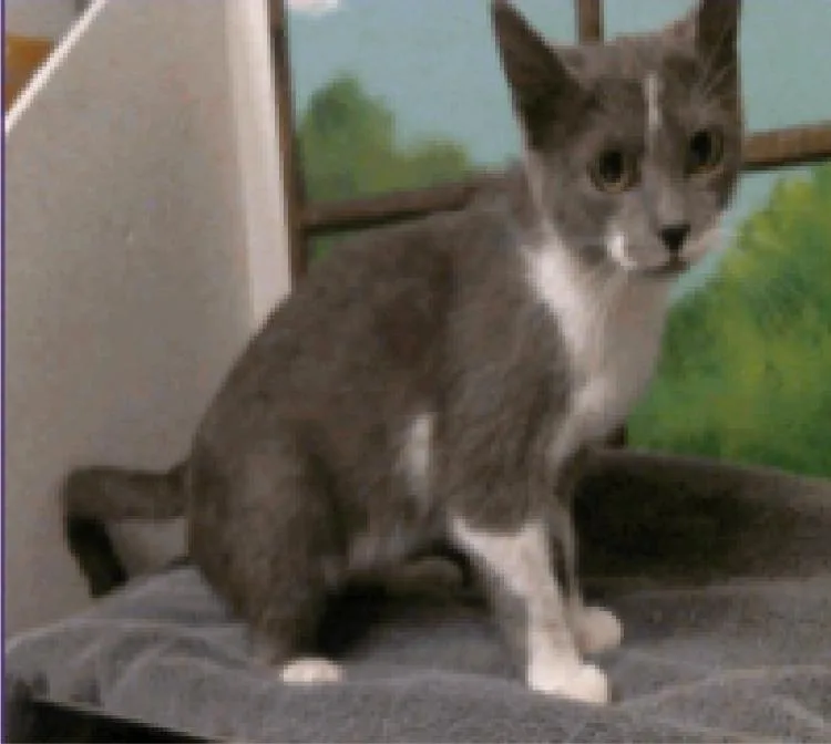 A young medium-sized female Domestic Short Hair cat named Rarity for adoption in Sedalia, CO