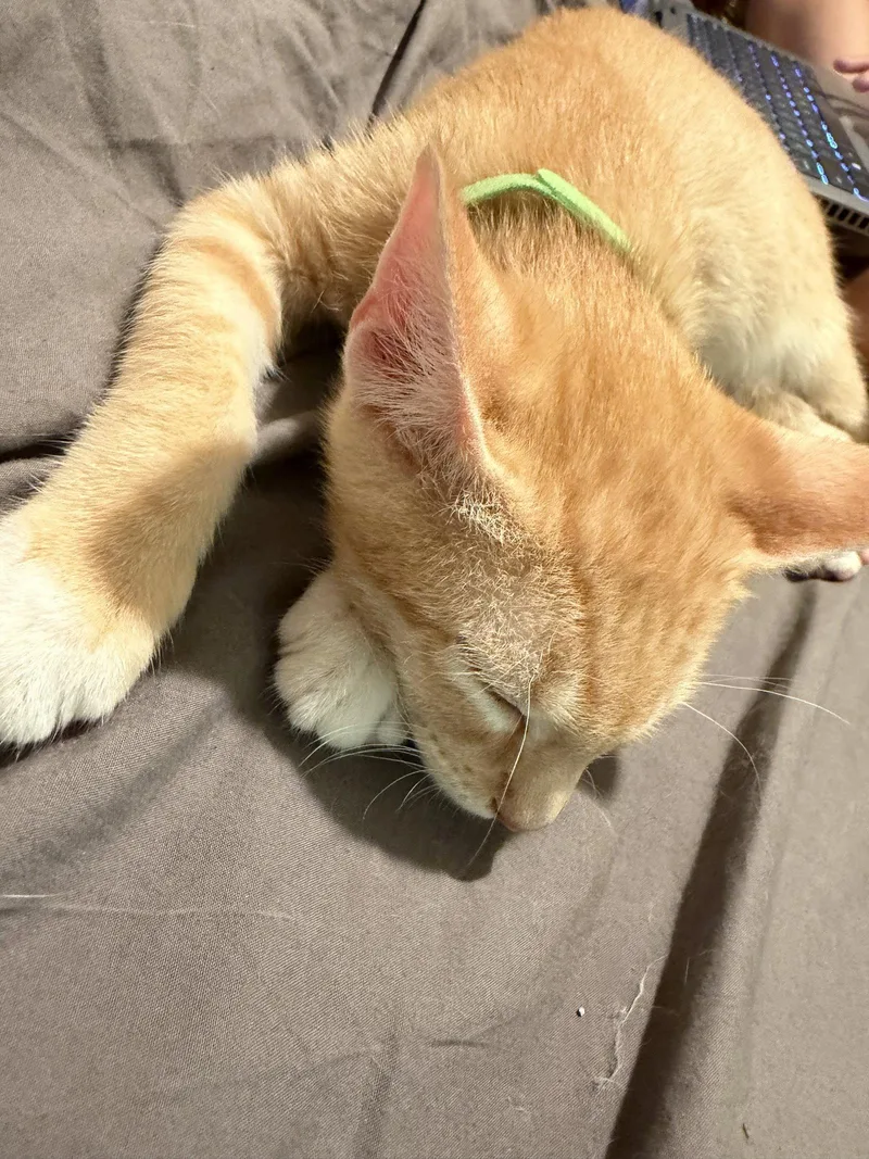 A baby medium-sized male Tabby cat named Chandler for adoption in Napa, CA