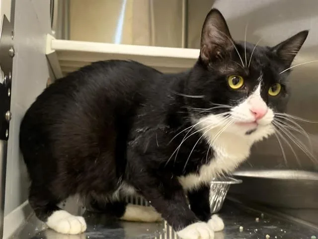 An adult medium-sized male Domestic Short Hair cat named Rumble for adoption in Tustin, CA