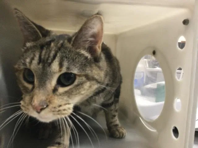 An adult small-sized female Domestic Short Hair cat named Luna for adoption in Thousand Palms, CA