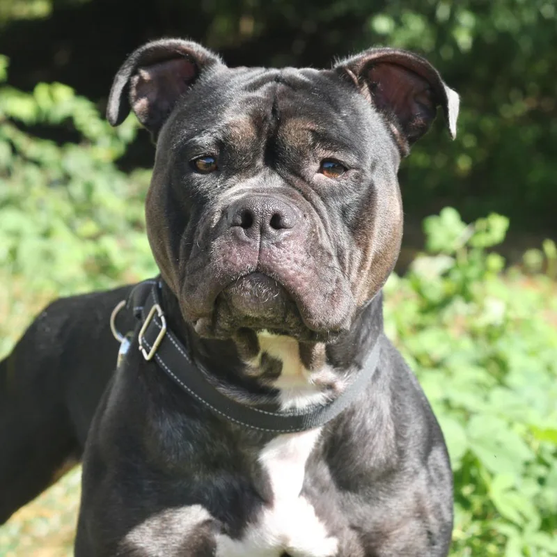 Enchantress thumbnail 3