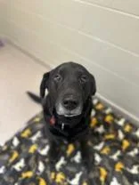 A senior medium-sized male Black Mixed Breed dog named Shadow for adoption in Manitowoc, WI