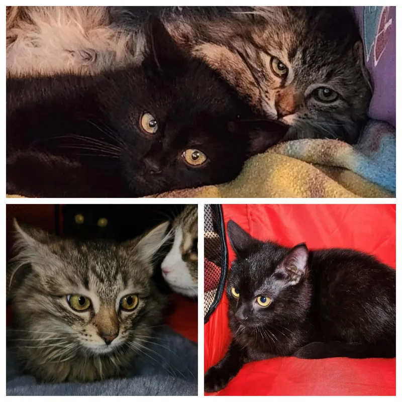 Godiva & Wicca thumbnail 3