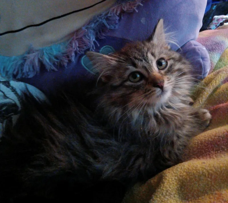 Godiva & Wicca thumbnail 4