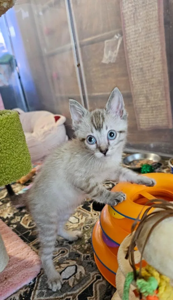 A baby medium-sized male Domestic Short Hair cat named Magneto for adoption in Salt Lake City, UT