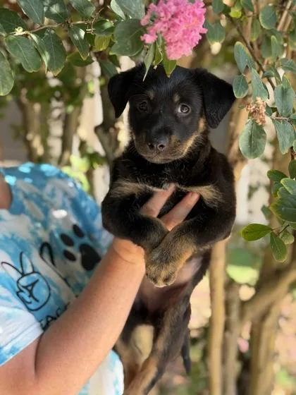 A baby large-sized female German Shepherd Dog dog named Lillian for adoption in Morton Grove, IL