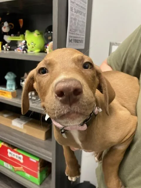 A baby medium-sized female Mixed Breed dog named Ragamuffin for adoption in Mustang, OK