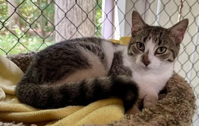 A young small-sized female Tabby (Buff / Tan / Fawn) Domestic Short Hair cat named Carol for adoption in Ashland, OH