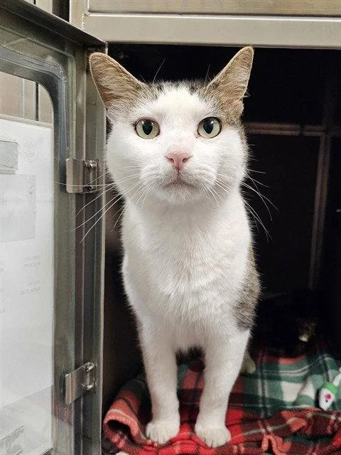 An adult medium-sized male White Domestic Short Hair cat named Cruso for adoption in Clyde, NC