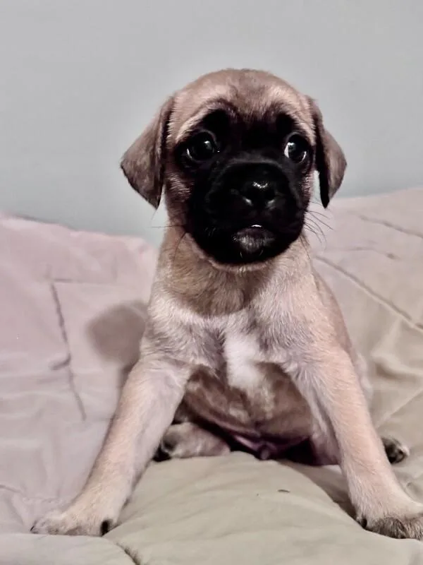 A baby medium-sized male Yellow / Tan / Blond / Fawn Pug dog named Zuma for adoption in Van Nuys, CA