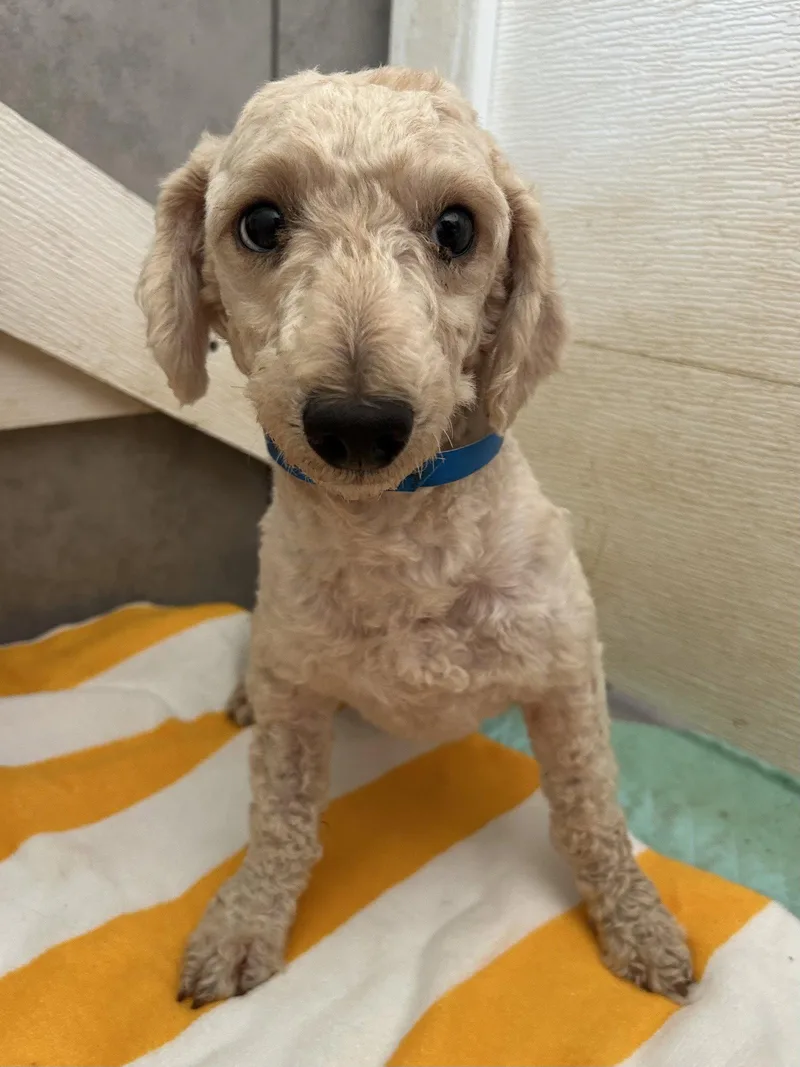 An adult small-sized male Poodle dog named Lloyd Jul for adoption in Pacolet, SC