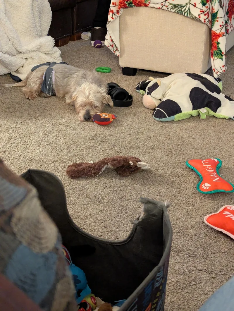 Benji thumbnail 4