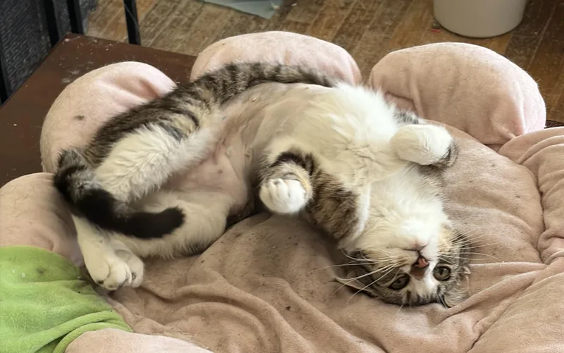 A young medium-sized female Tabby cat named Clara for adoption in Sebastopol, CA