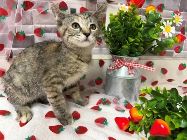 A baby small-sized female Domestic Short Hair cat named Tabitha for adoption in Fairfield, CA
