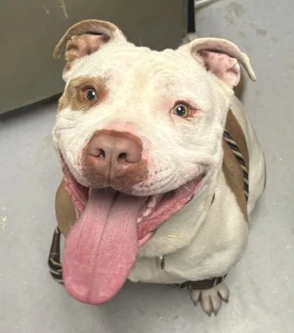 An adult large-sized male Mixed Breed dog named Cooper for adoption in West Chester, PA