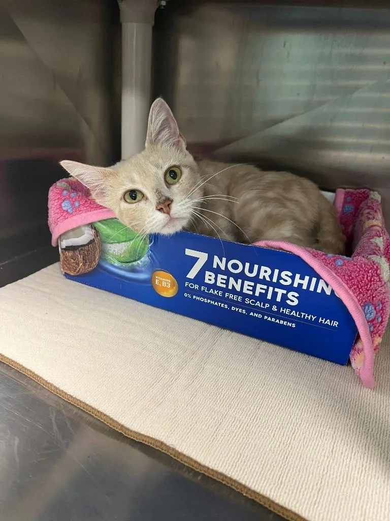 A young large-sized female American Shorthair cat named Feline Fine Francine for adoption in Chickamauga , GA