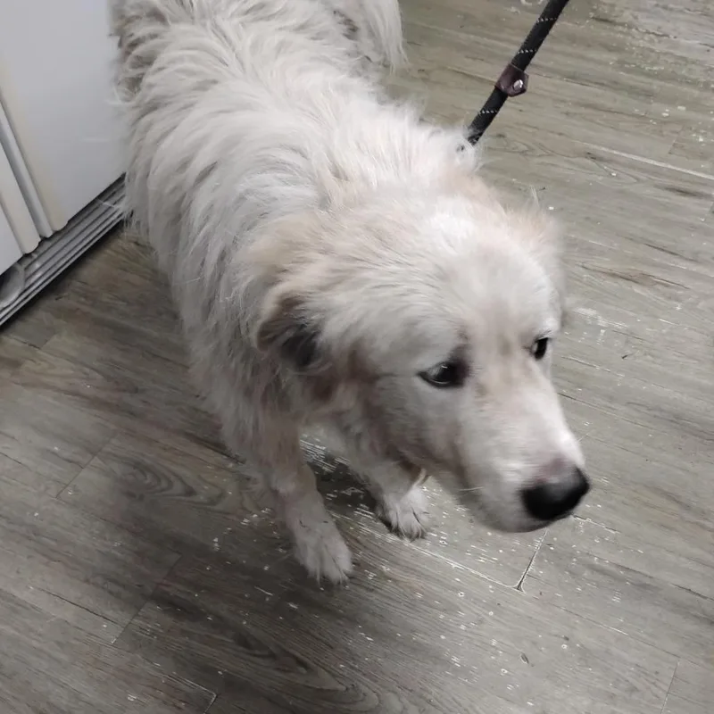 An adult large-sized male White / Cream Mixed Breed dog named Andre for adoption in Summerville, SC