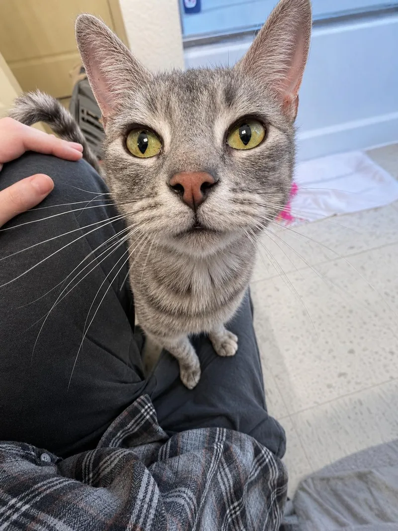A young medium-sized female Tabby (Gray / Blue / Silver) Torbie cat named Aimeeleigh Gemstone for adoption in Fresno, CA