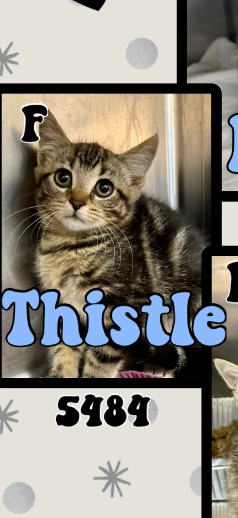 A young medium-sized female Tabby (Brown / Chocolate) American Shorthair cat named Thistle for adoption in Marvin, NC