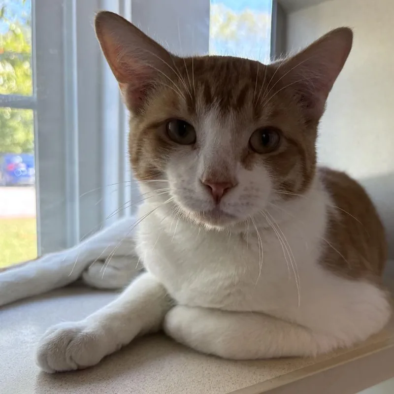 A young small-sized male Orange / Red Domestic Short Hair cat named Deputy Buck for adoption in Gloucester, VA