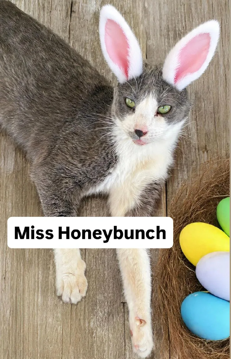 Miss Honeybunch At Martinez