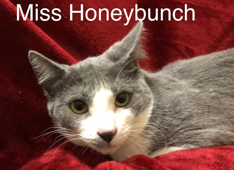 Miss Honeybunch At Martinez thumbnail 2