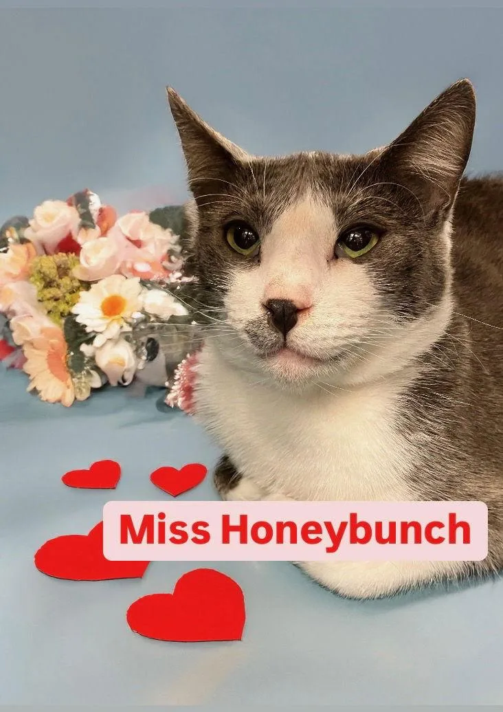Miss Honeybunch At Martinez thumbnail 3