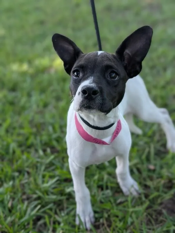 A baby small-sized female Black Boston Terrier dog named Grace Kelly for adoption in Aiken, SC