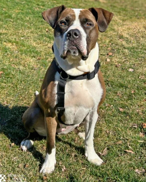 An adult large-sized female Pit Bull Terrier dog named Henna for adoption in Hagerstown, MD