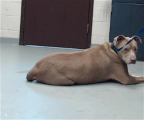 An adult large-sized male Pit Bull Terrier dog named Blue for adoption in Fayetteville, NC