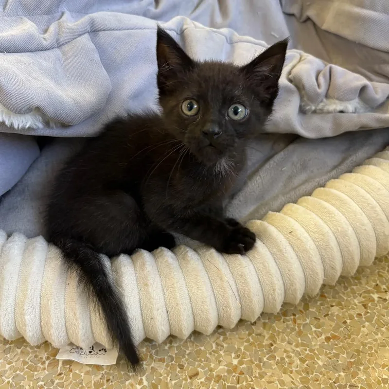 A baby small-sized male Black Domestic Short Hair cat named Boba for adoption in Santa Barbara, CA