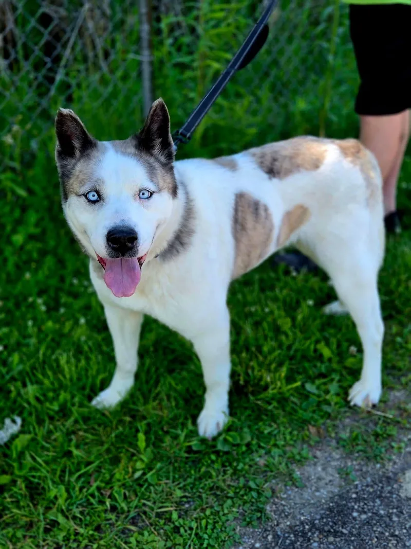 A young medium-sized female Husky dog named Velma for adoption in Warren, OH