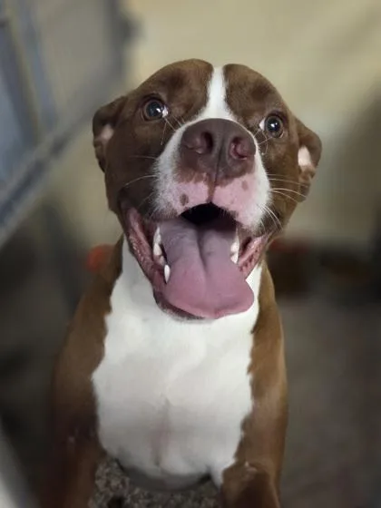 An adult large-sized male Pit Bull Terrier dog named Professor Meatloaf for adoption in Westland, MI