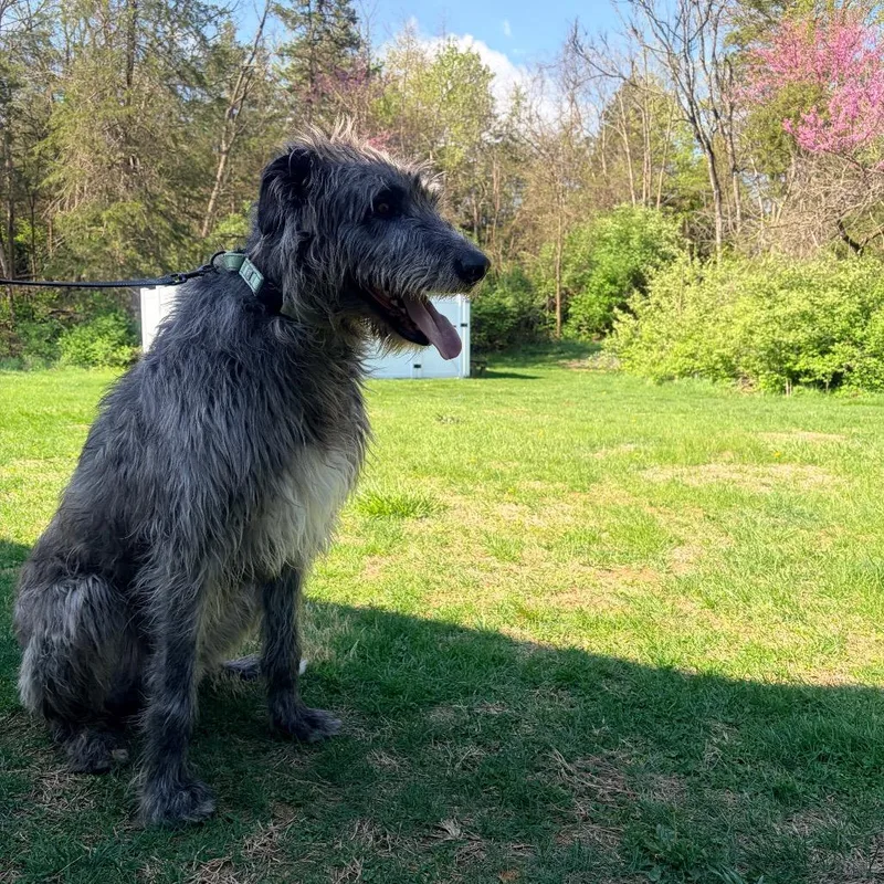 A senior extra large-sized male Gray / Blue / Silver Irish Wolfhound dog named Walter for adoption in Harrisonburg, VA